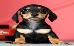 Miniature Dachshund dogs for sale: Dakota - Image 7