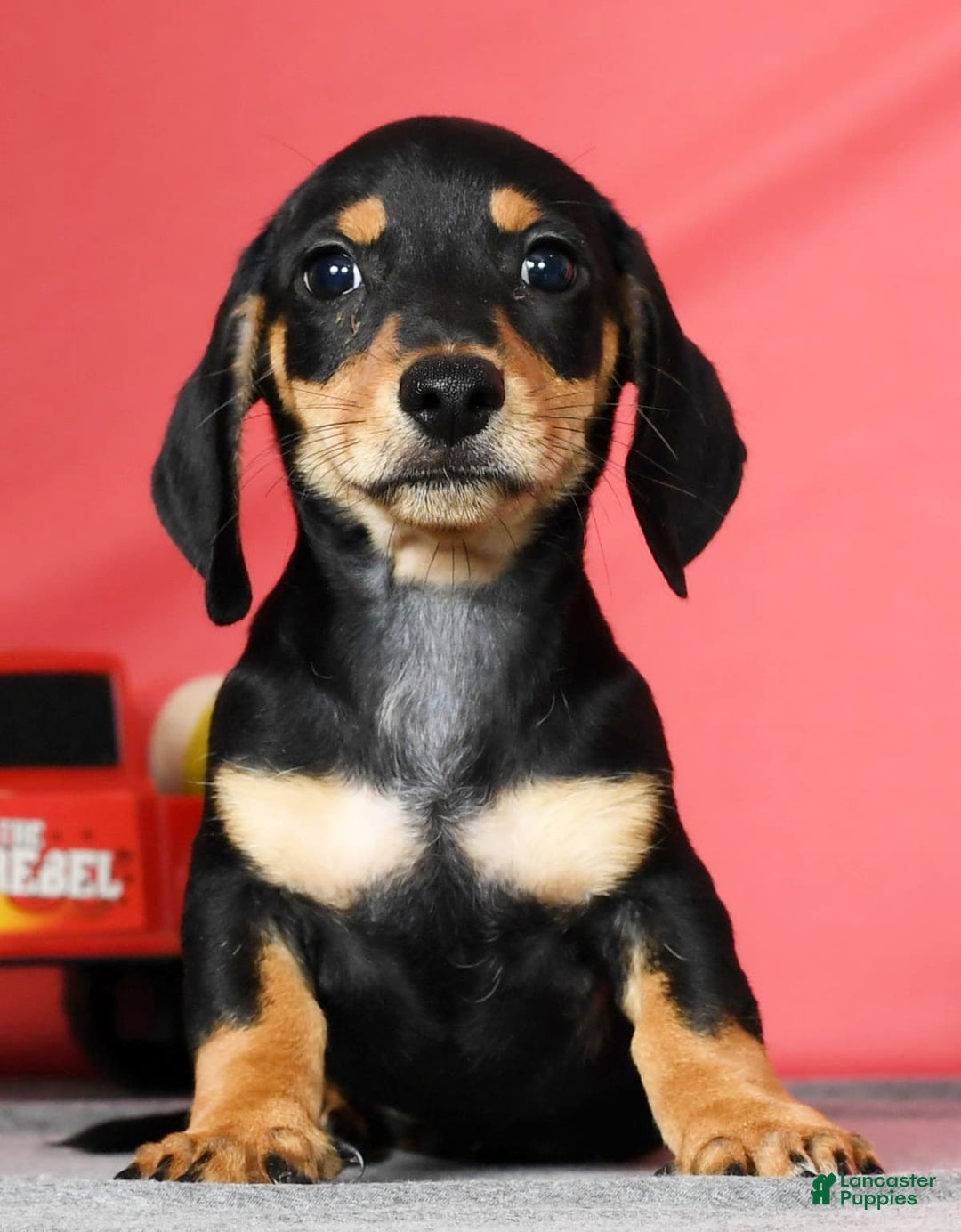 Miniature Dachshund dogs for sale: Dakota - Image 7