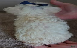 Maltipoo dogs for sale: Beans - Image 14