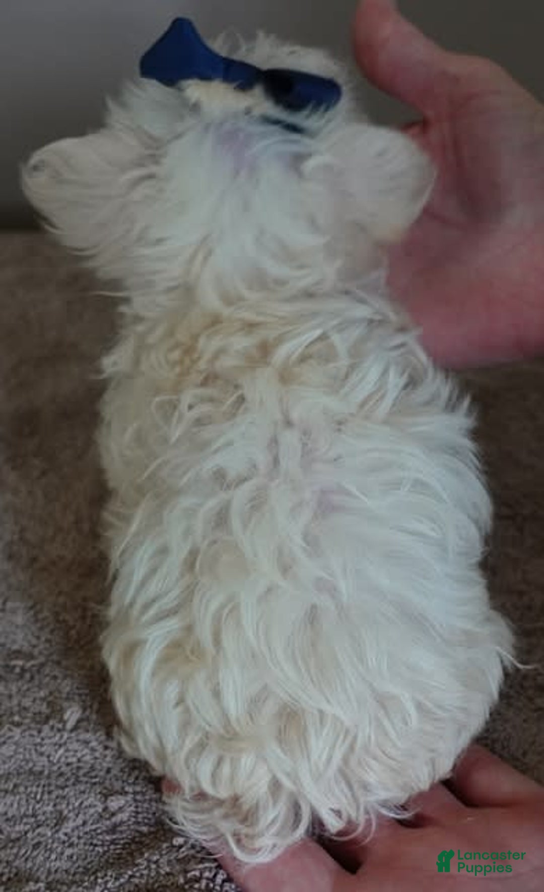 Maltipoo dogs for sale: Beans - Image 14