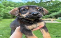 German Shepherd dogs for sale: Millie - Image 3
