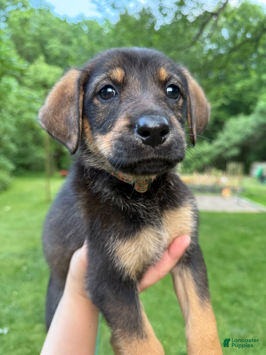 German Shepherd dogs for sale: Millie - Image 3