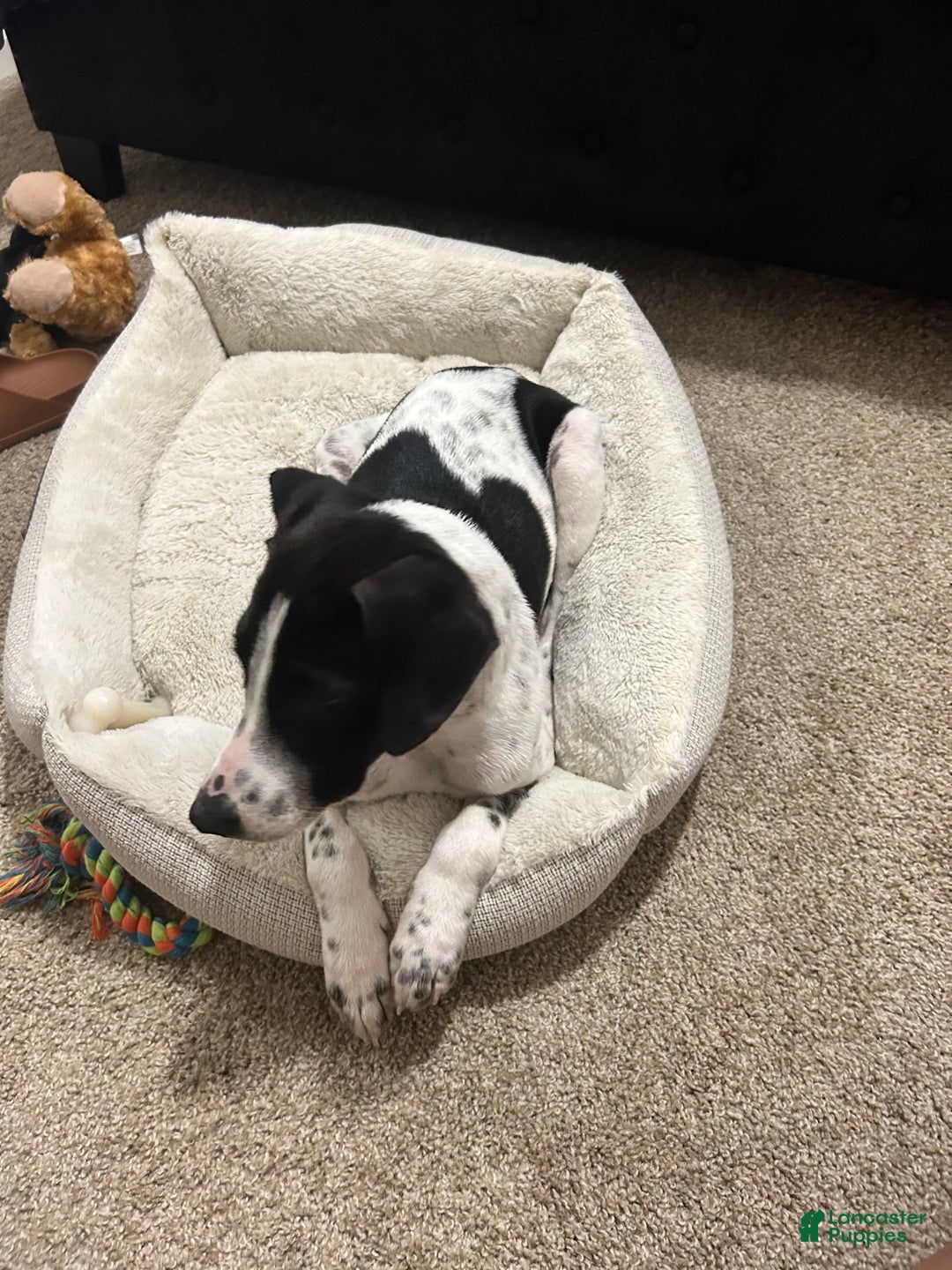 German Shorthaired Pointer dogs for sale: Bently - Image 6