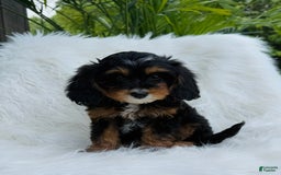 Cavapoo dogs for sale: Cavapoo 3 puppies - Image 3