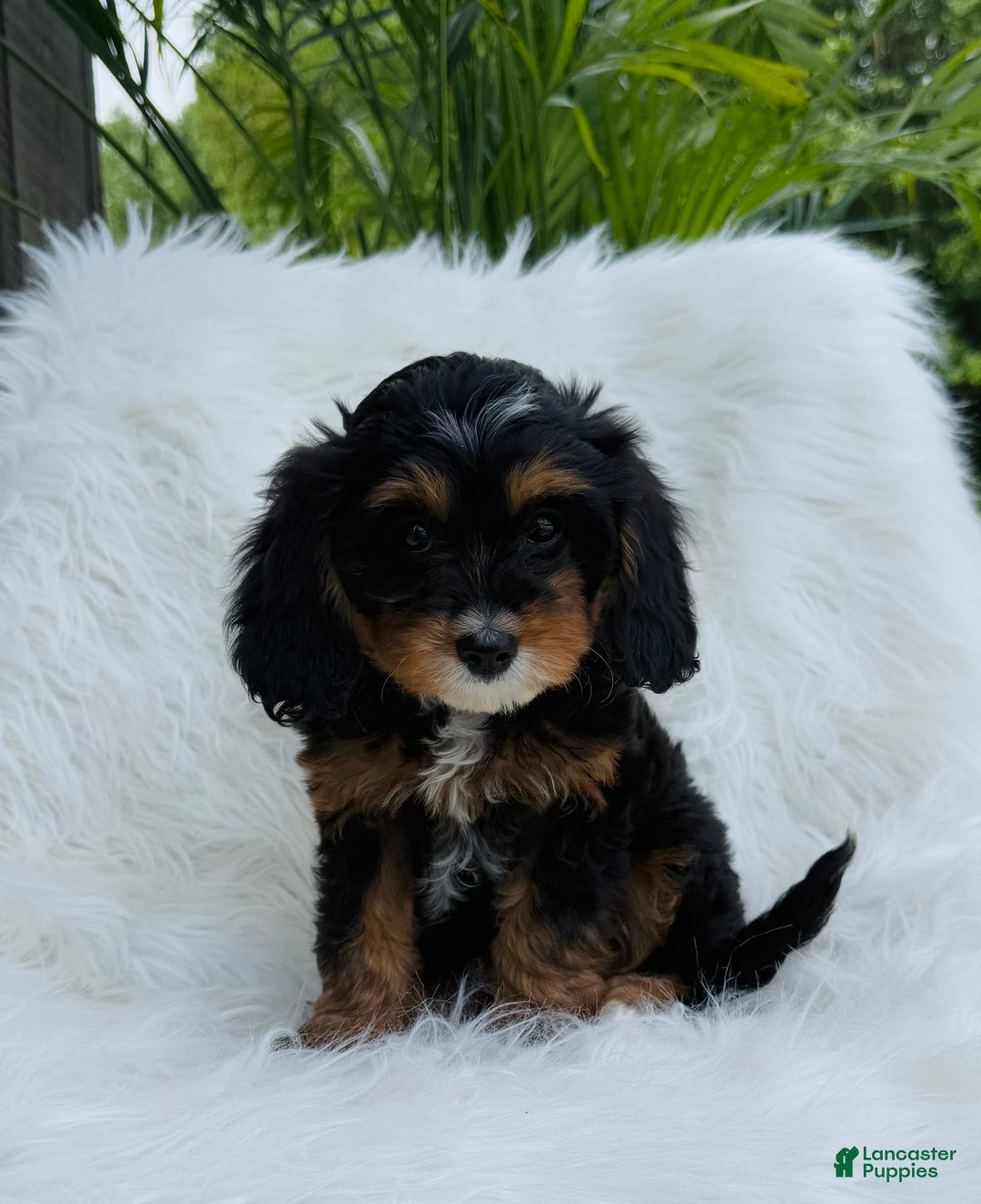 Cavapoo dogs for sale: Cavapoo 3 puppies - Image 3