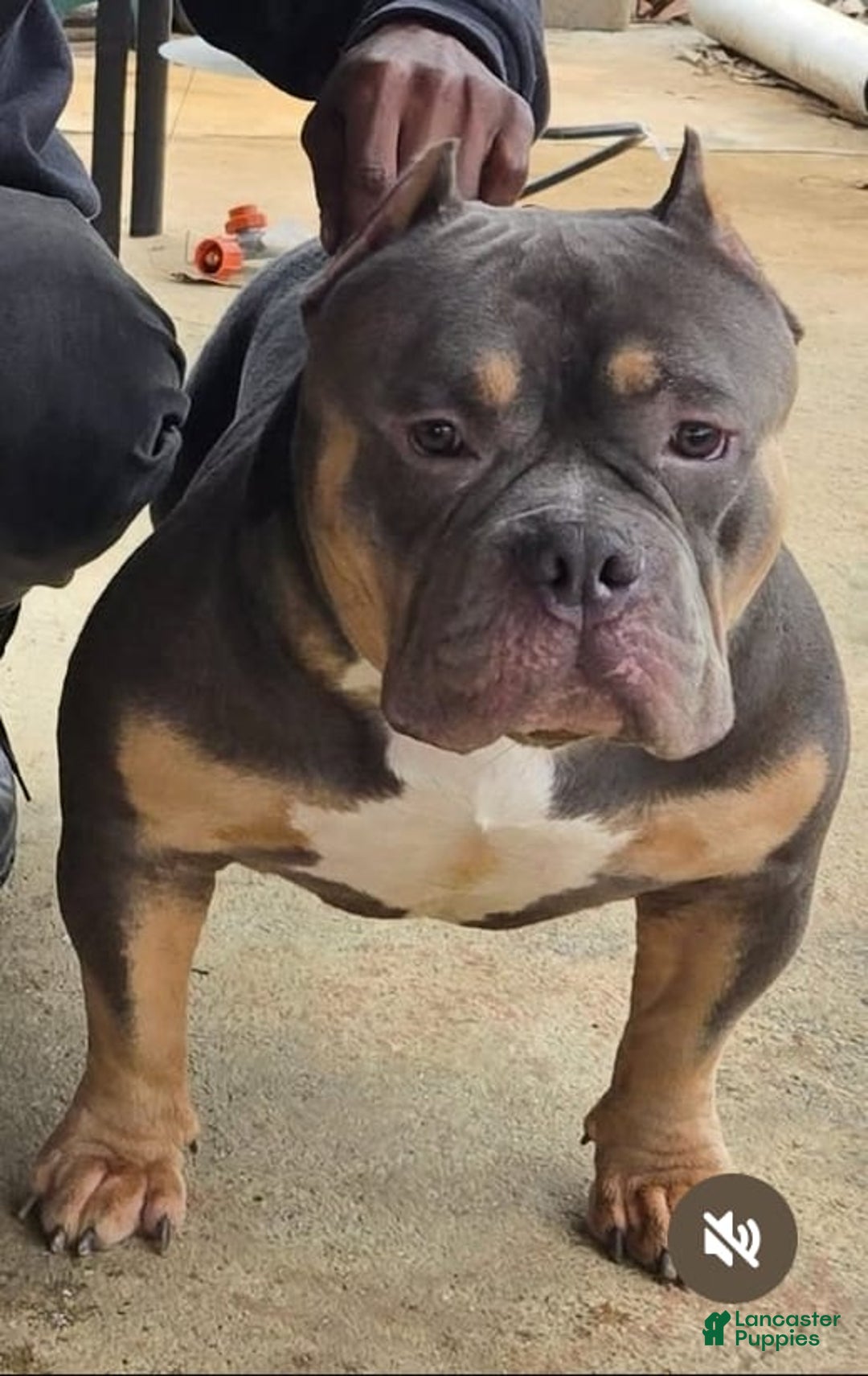 American Bully dogs for sale: Zoe - Image 9