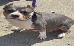 American Bully dogs for sale: Cleopatra - Image 6
