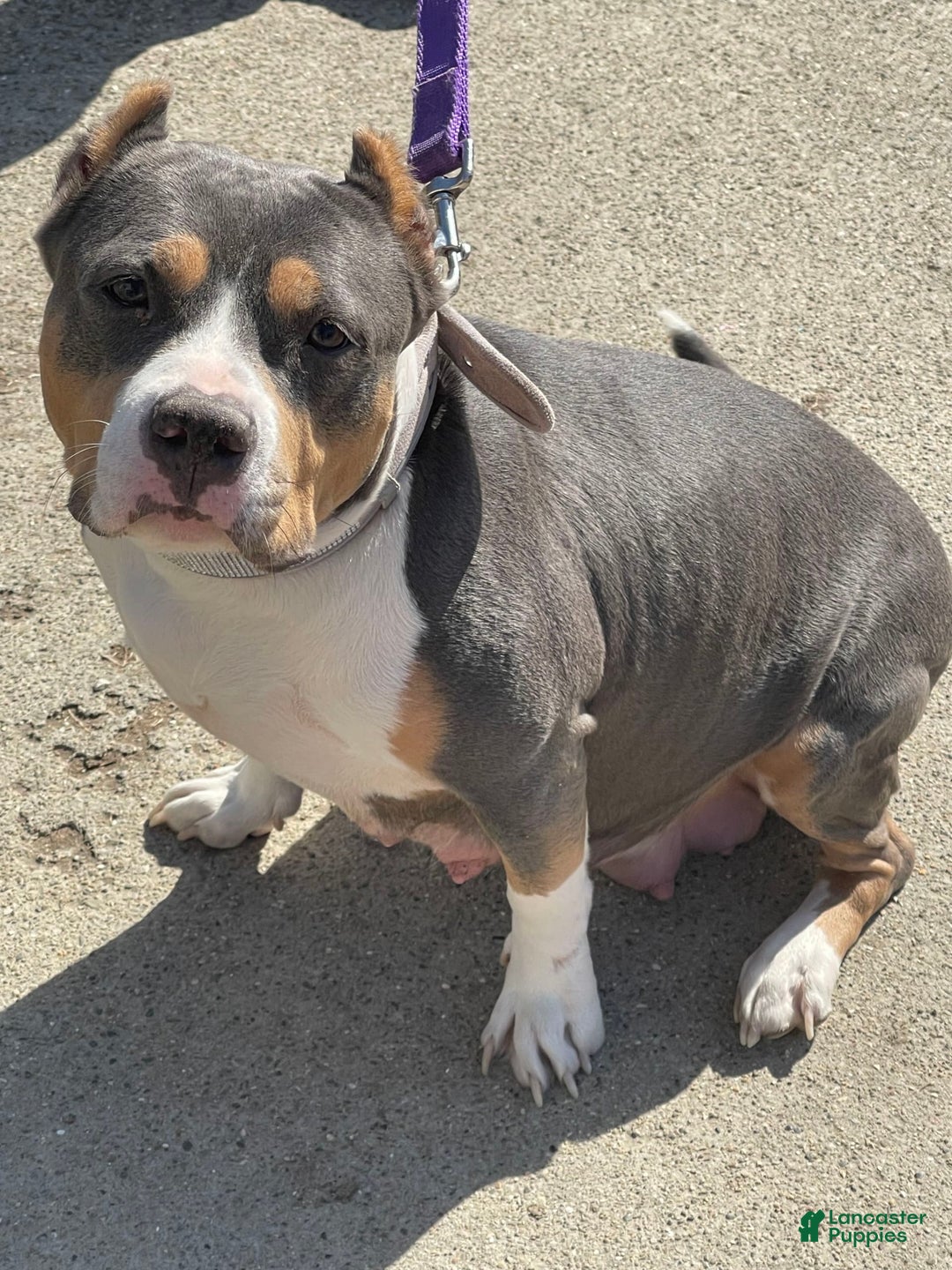 American Bully dogs for sale: Cleopatra - Image 6