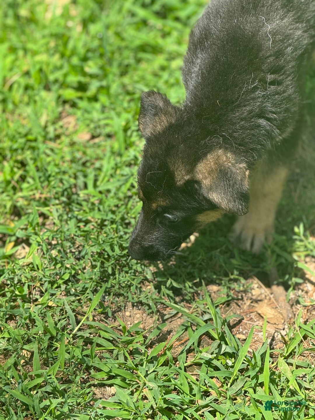 German Shepherd dogs for sale: Luna - Image 5