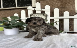 Miniature Poodle dogs for sale: Ellie - Image 3