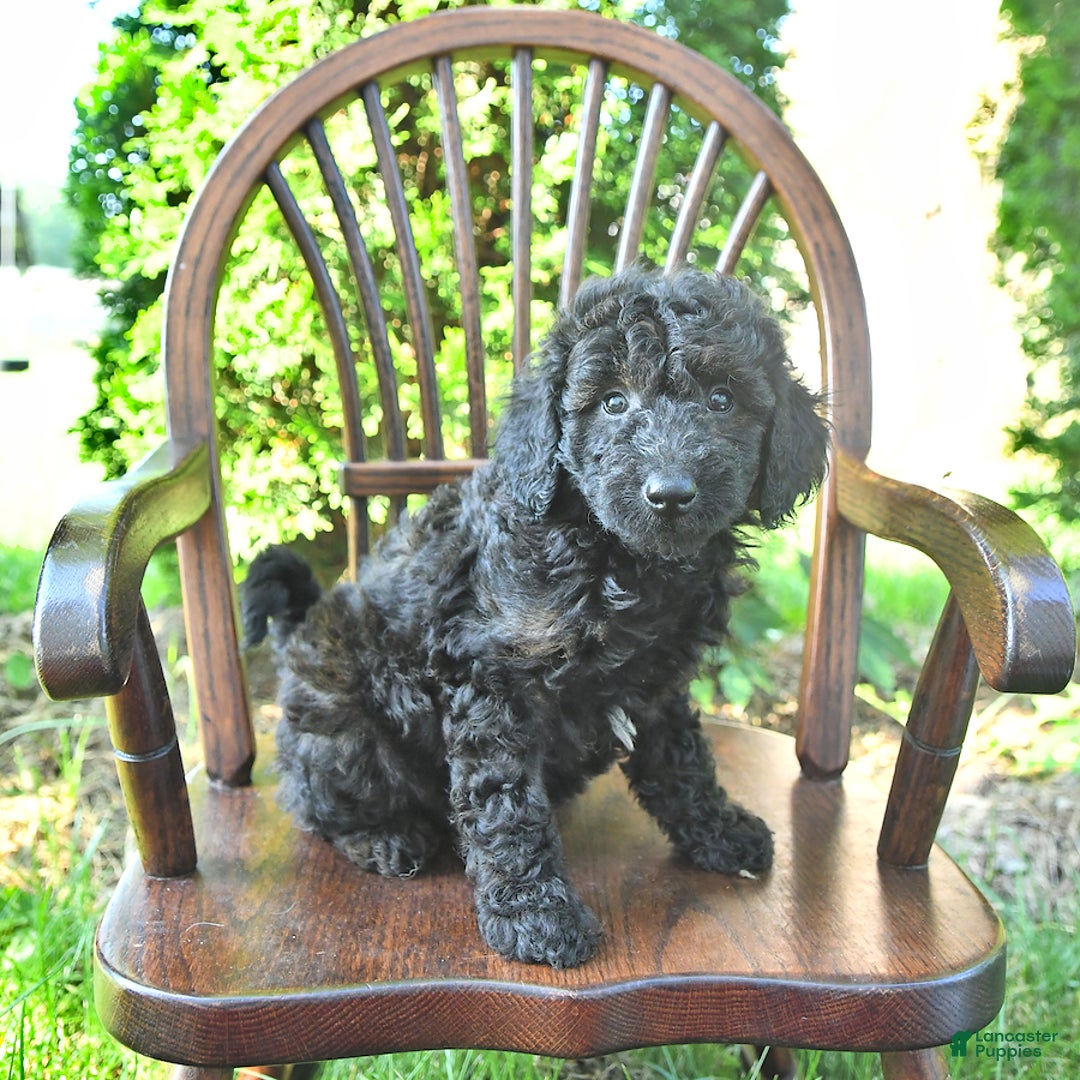 Mini Goldendoodle dogs for sale: Major - Image 8