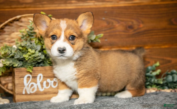 Welsh Corgi Pembroke dogs for sale - Ad 2
