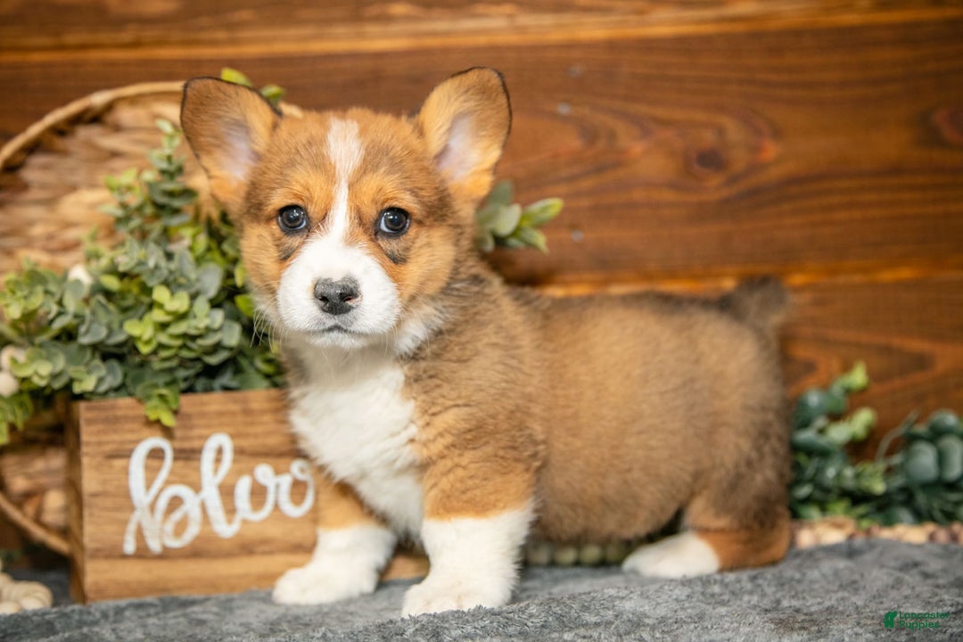 Welsh Corgi Pembroke dogs for sale: Willow - Image 1