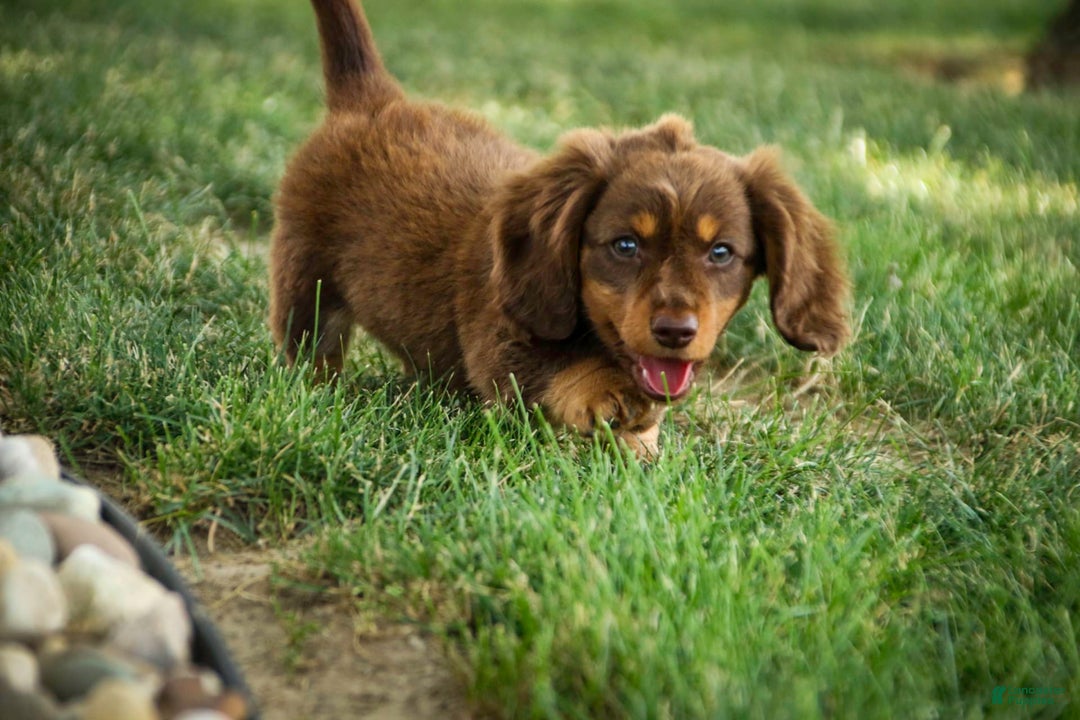 Miniature Dachshund dogs for sale: Harry - Image 4