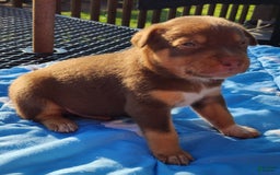 Catahoula Leopard Dog dogs for sale: Zealand - Image 3