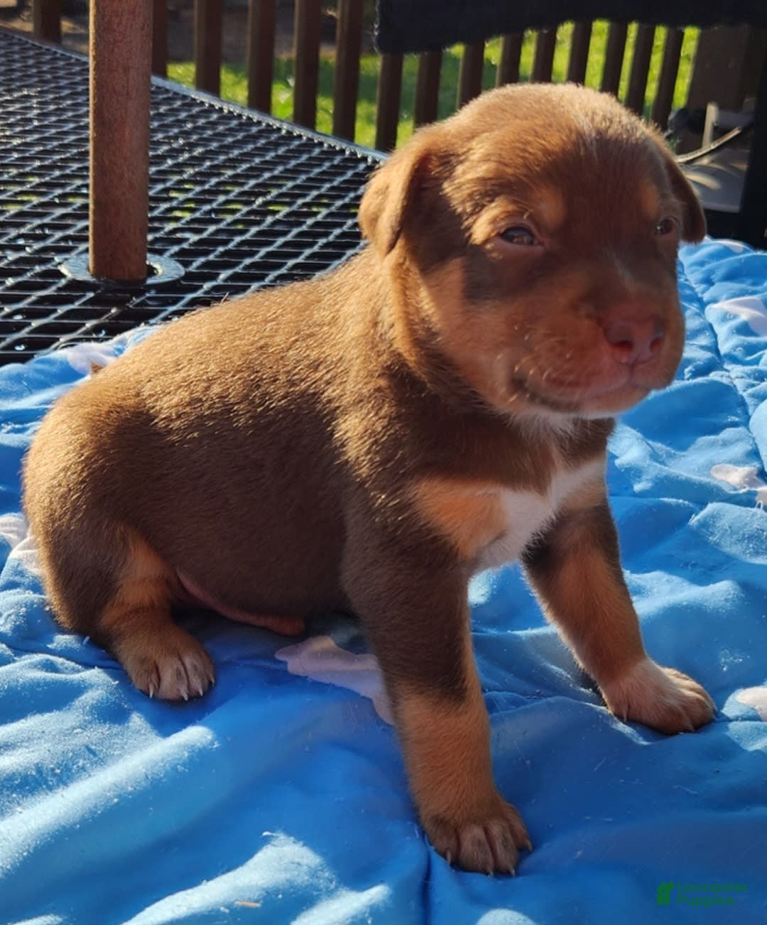 Catahoula Leopard Dog dogs for sale: Zealand - Image 3
