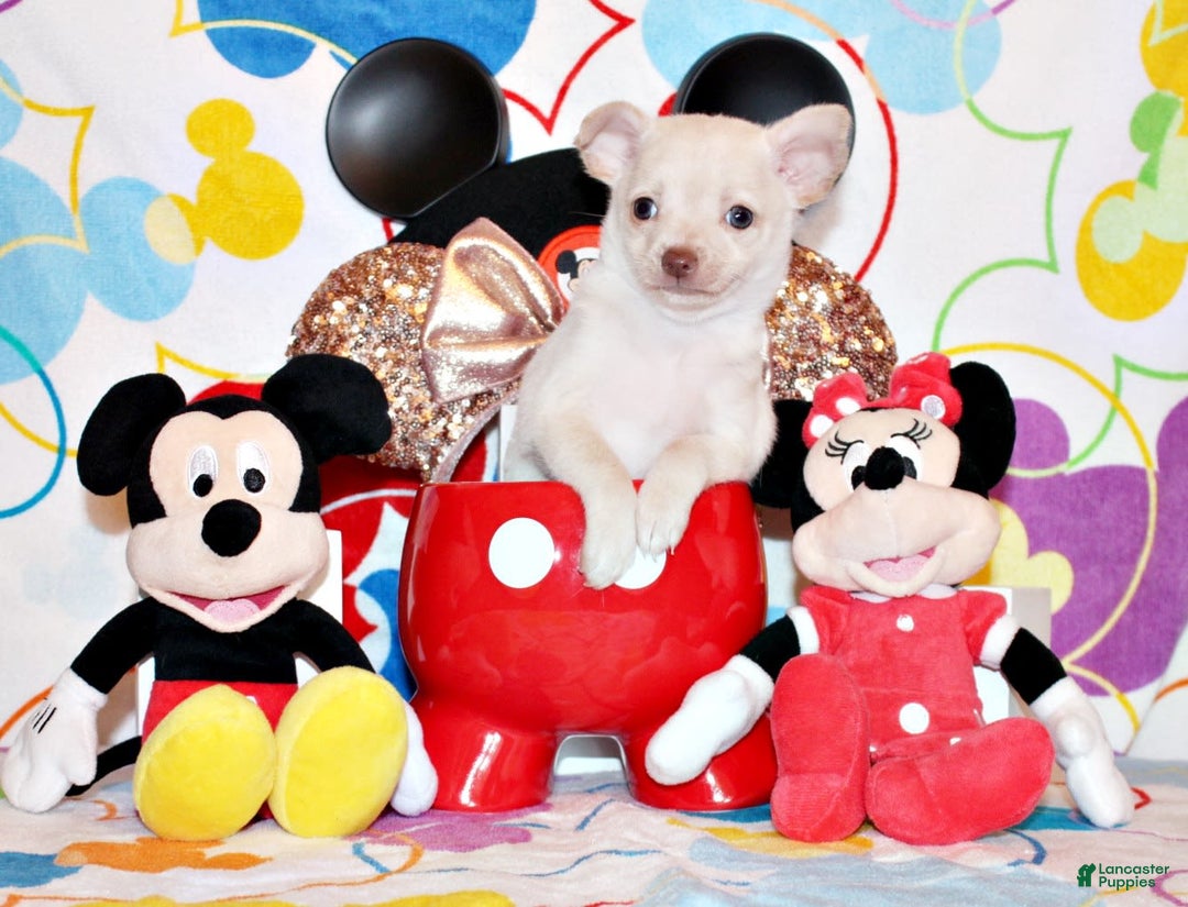 Chihuahua dogs for sale: Barbie - Image 3