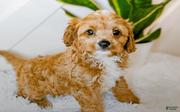 Cavapoo dogs for sale: Hendrix - Image 1