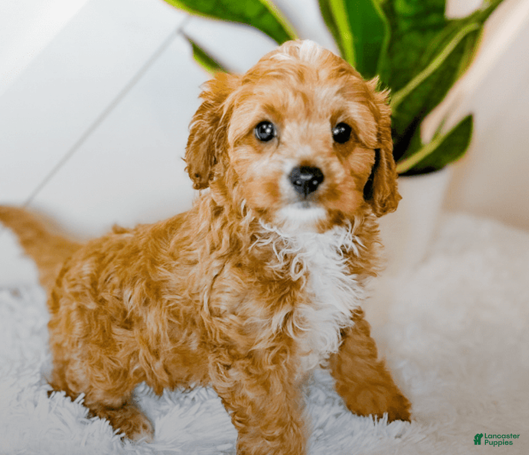 Cavapoo dogs for sale: Hendrix - Image 1
