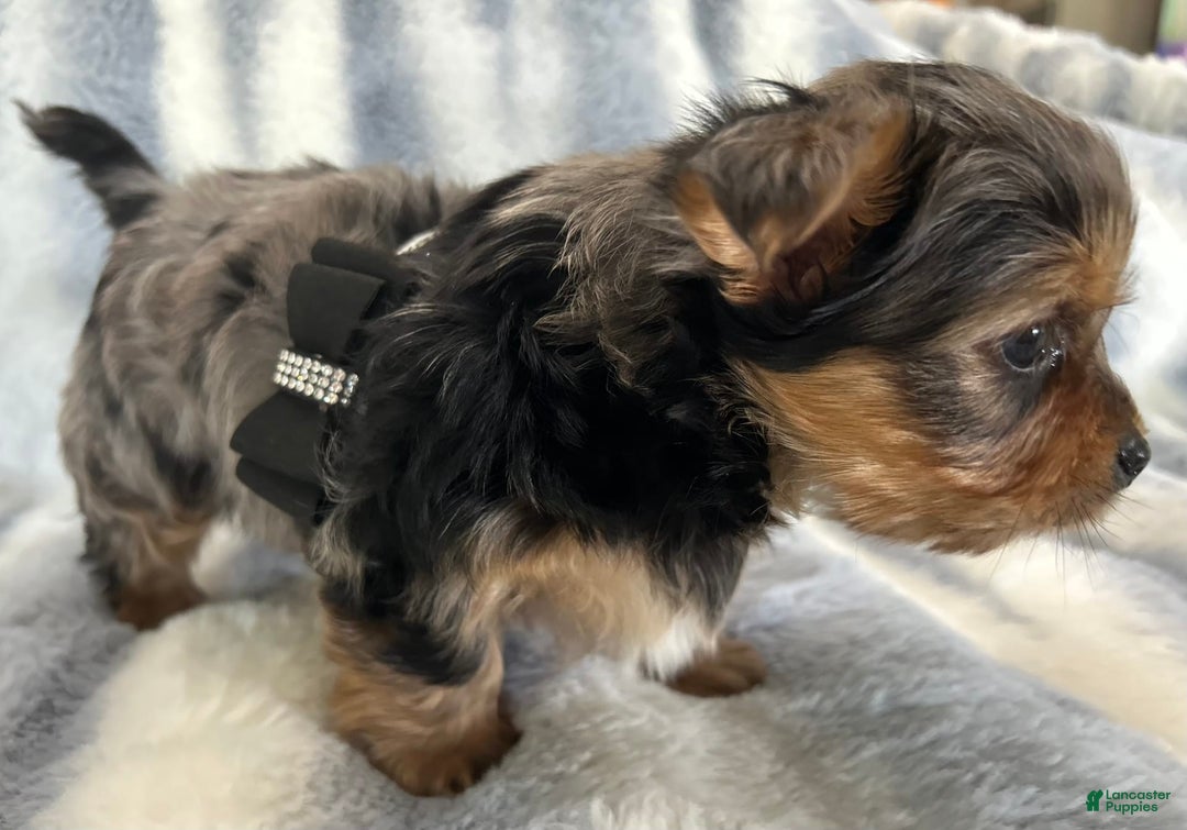 Yorkshire Terrier dogs for sale: Bo - Image 1