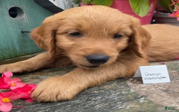 Goldendoodle dogs for sale: Washington - Image 1