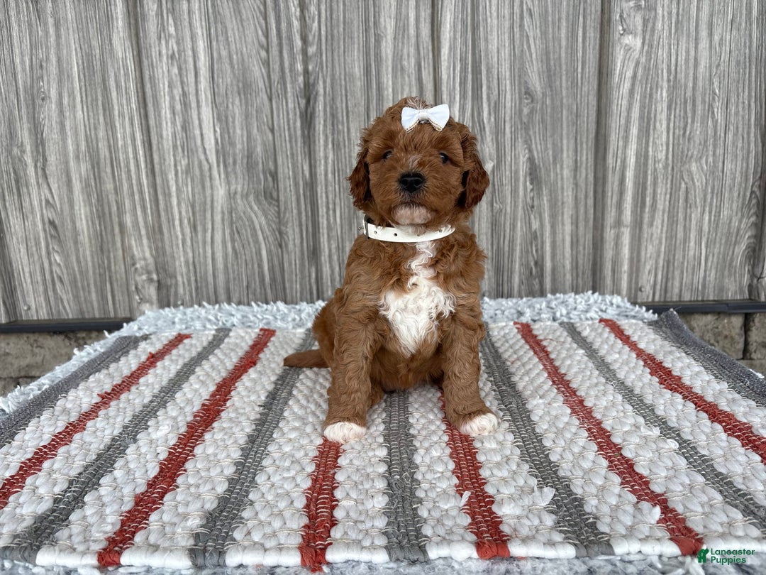 Mini Goldendoodle dogs for sale: Destiny - Image 8