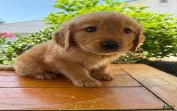 Golden Retriever dogs for sale: Lexi - Image 13