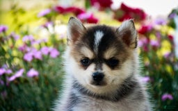 Pomsky dogs for sale: Fira - Image 4
