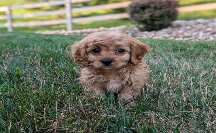 Cavapoo dogs for sale - Ad 1