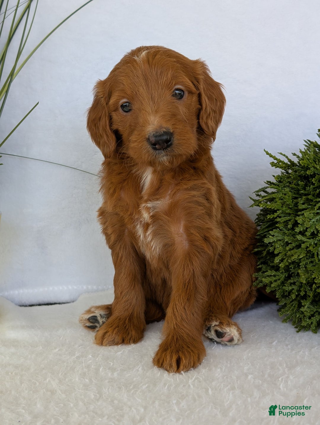 Goldendoodle dogs for sale: Kailey - Image 11