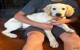 Golden Retriever dogs for sale: Black - Image 1