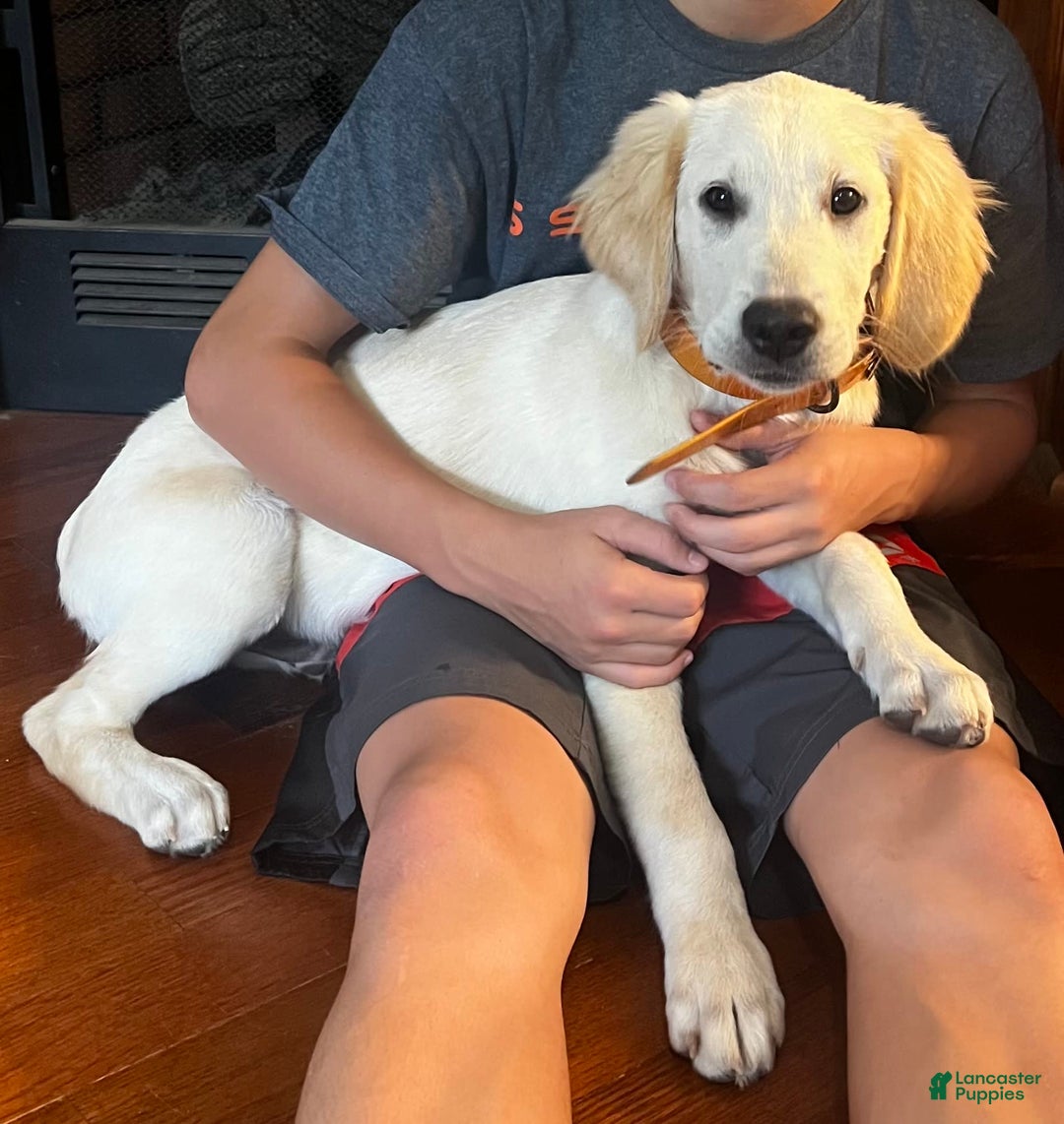 Golden Retriever dogs for sale: Black - Image 1