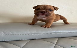 American Bully dogs for sale: Lucky - Image 4