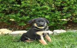 German Shepherd dogs for sale: Millie - Image 1