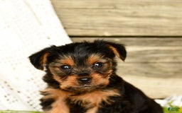 Yorkshire Terrier dogs for sale: Lucky - Image 9