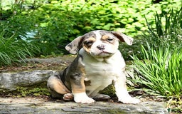 Olde English Bulldogge dogs for sale: Reba - Image 13