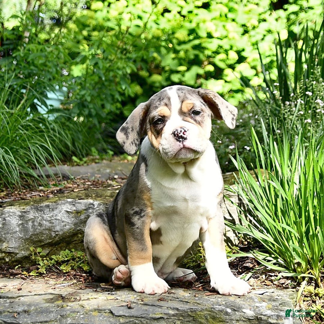 Olde English Bulldogge dogs for sale: Reba - Image 13