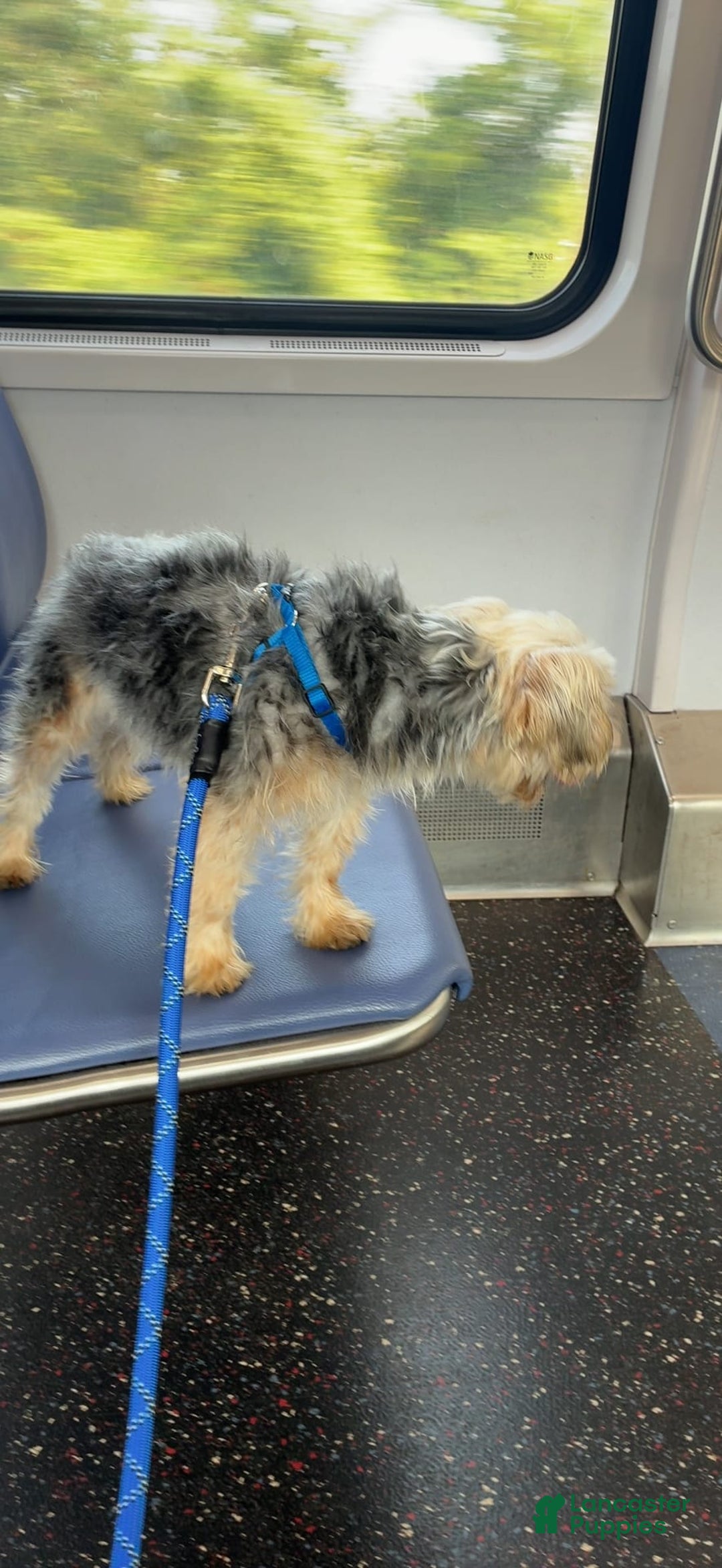 Yorkshire Terrier dogs for sale: Pepper - Image 2