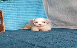 Havanese dogs for sale: Austin - Image 1