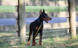 Doberman Pinscher dogs for sale: Storm - Image 10
