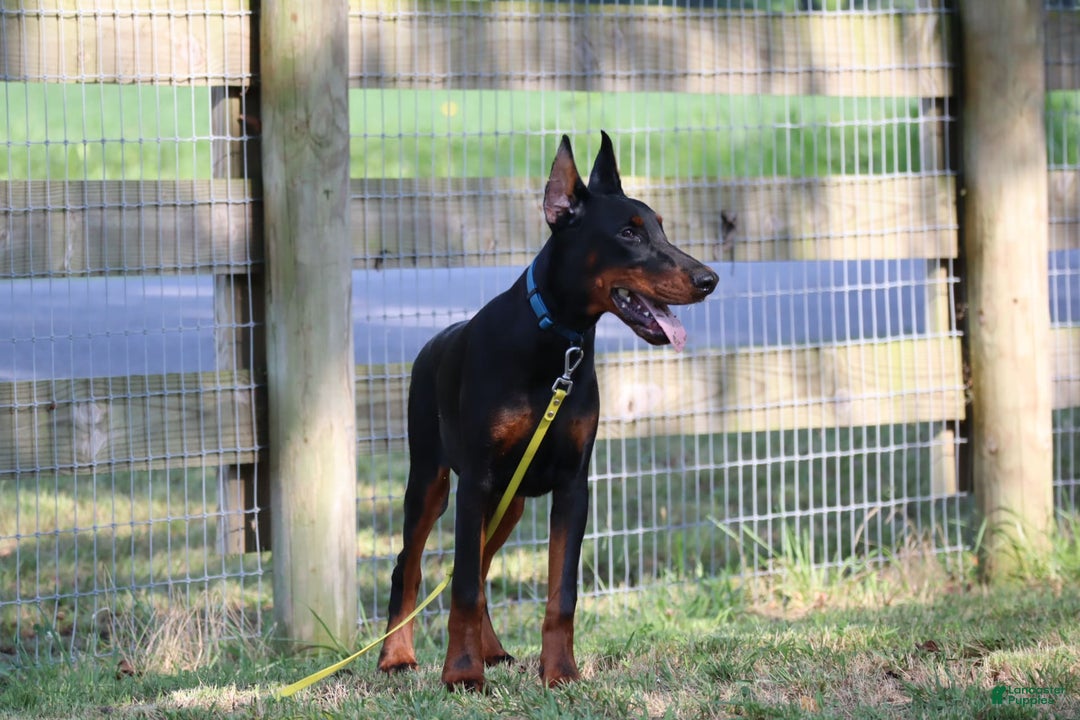 Doberman Pinscher dogs for sale: Storm - Image 10