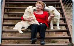 Golden Retriever dogs for sale: Vic - Image 4