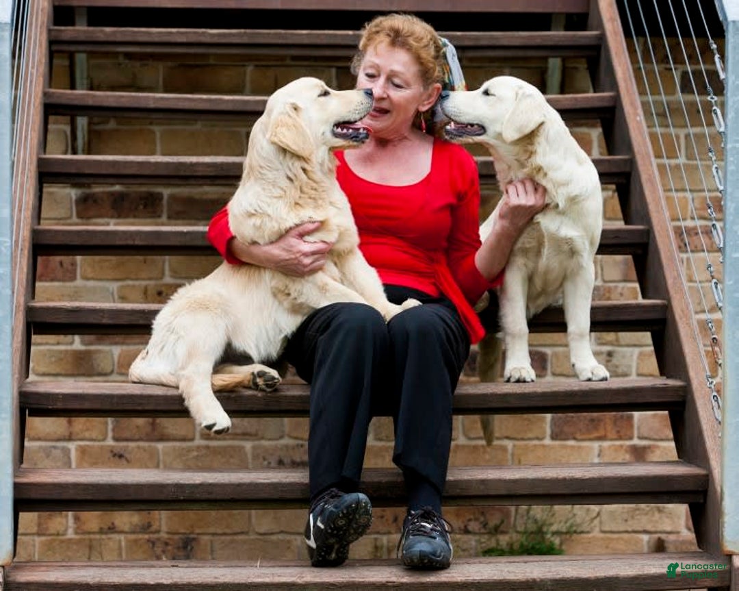 Golden Retriever dogs for sale: Vic - Image 4