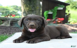 Labrador Retriever dogs for sale: Whisper - Image 1