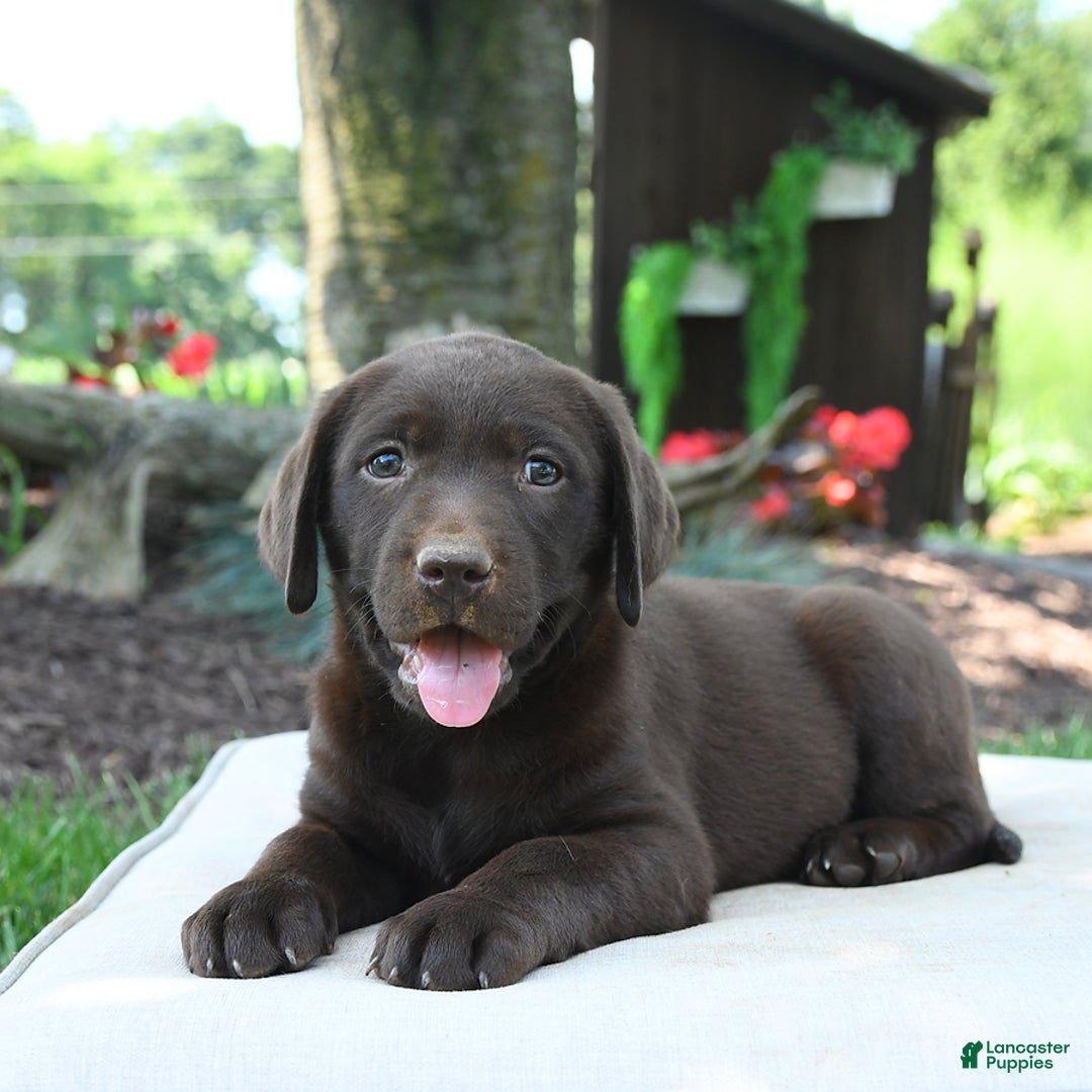 Labrador Retriever dogs for sale: Whisper - Image 1