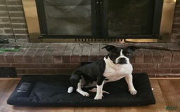 American Bully dogs for sale: Tiger - Image 4