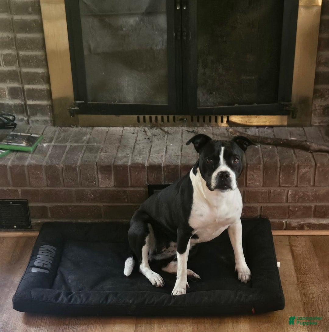 American Bully dogs for sale: Tiger - Image 4