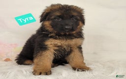German Shepherd dogs for sale: Tyra - Image 2
