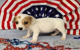 Jack Russell Terrier dogs for sale: June Broken Coat Jrt - Image 5