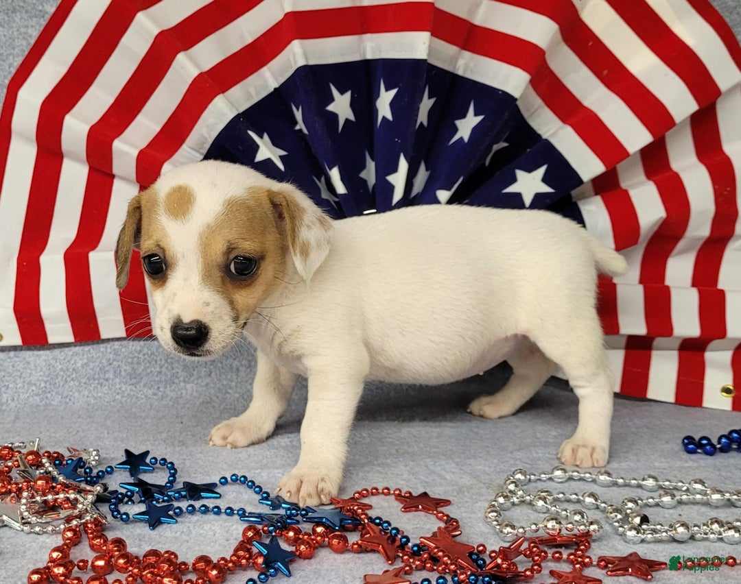 Jack Russell Terrier dogs for sale: June Broken Coat Jrt - Image 5